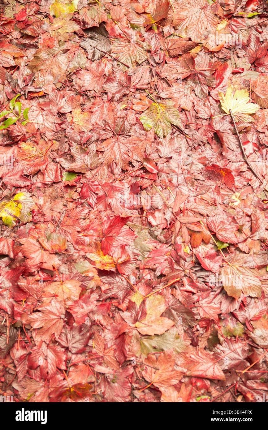 Eine dichte Decke aus herabfallenden Herbstblättern bedeckt den Waldboden in flacher Form mit dünnen Zweigen Stockfoto