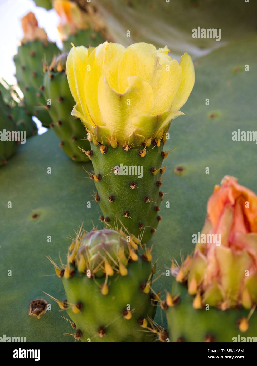 Zarte Blume des Opuntia Ficus-indica-Kaktuss, dicht im warmen Sonnenlicht gesehen Stockfoto