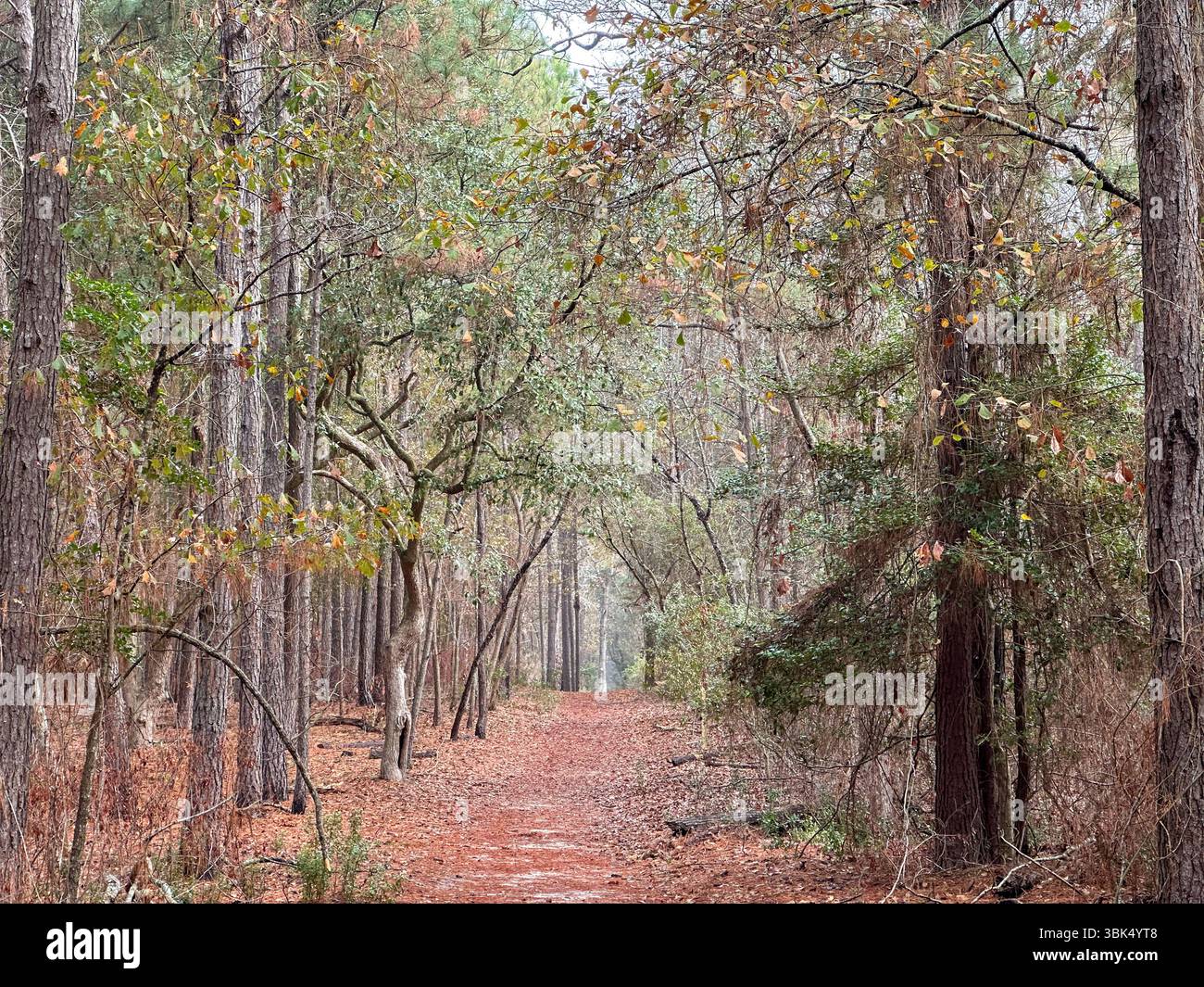 Ein ruhiger Waldweg schlängelt sich durch hohe Bäume, bedeckt mit gefallenen Kiefernnadeln und eingerahmt von Laub im frühen Herbst in einer ruhigen natürlichen Umgebung Stockfoto