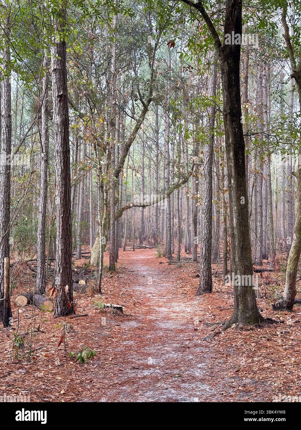 Ein ruhiger Waldweg schlängelt sich durch hohe Bäume, bedeckt mit gefallenen Kiefernnadeln und eingerahmt von Laub im frühen Herbst in einer ruhigen natürlichen Umgebung Stockfoto
