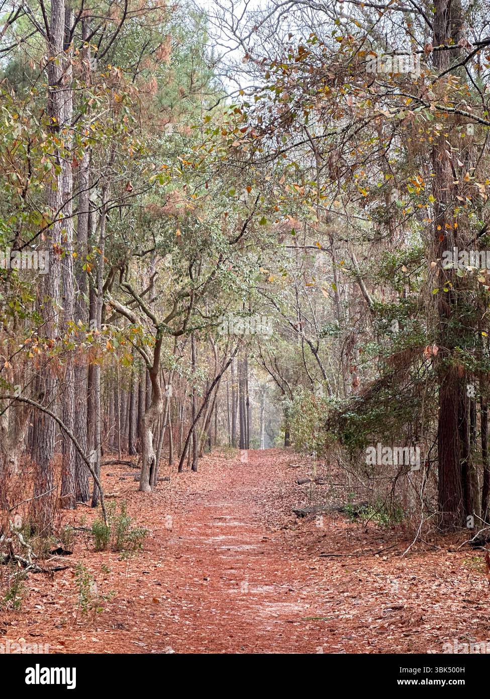 Ein ruhiger Waldweg schlängelt sich durch hohe Bäume, bedeckt mit gefallenen Kiefernnadeln und eingerahmt von Laub im frühen Herbst in einer ruhigen natürlichen Umgebung Stockfoto