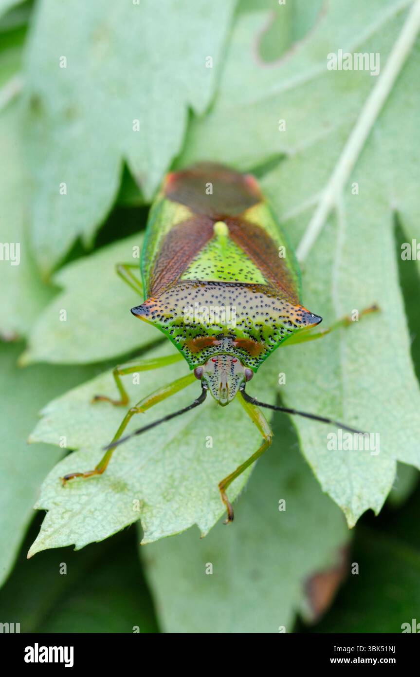 Hawthorn Shield Bug (Acanthosoma haemorrhoidale) ruht auf Blatt in Weißdornhecke, Berwickshire, Schottland, September Stockfoto