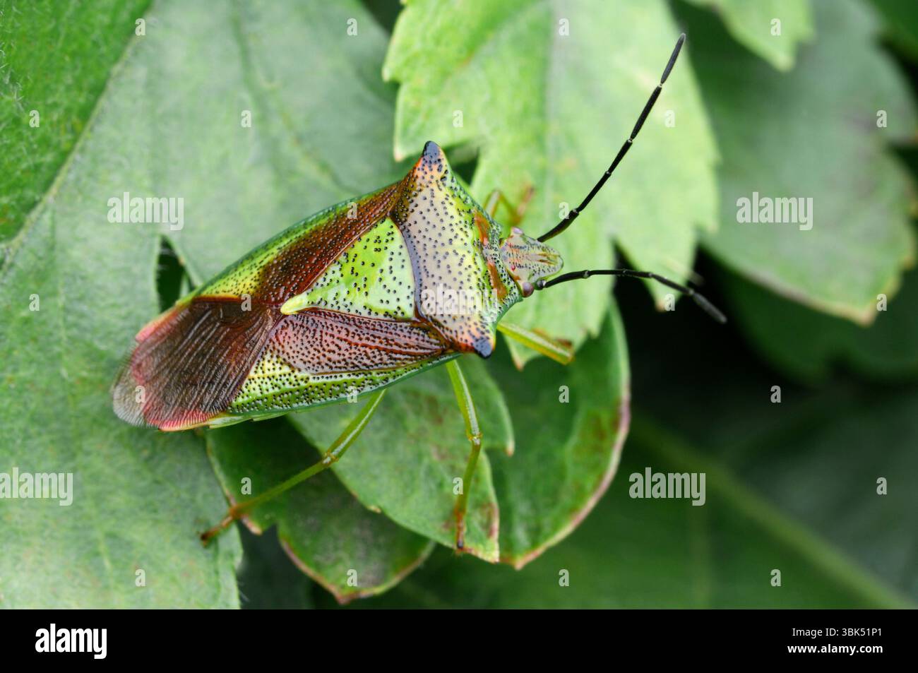 Hawthorn Shield Bug (Acanthosoma haemorrhoidale) ruht auf Blatt in Weißdornhecke, Berwickshire, Schottland, September Stockfoto