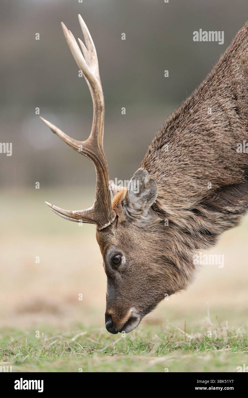 Sika Deer (Cervus nippon) Nahaufnahme eines Hirschbruchs im Hirschpark Fife, Schottland, März Stockfoto