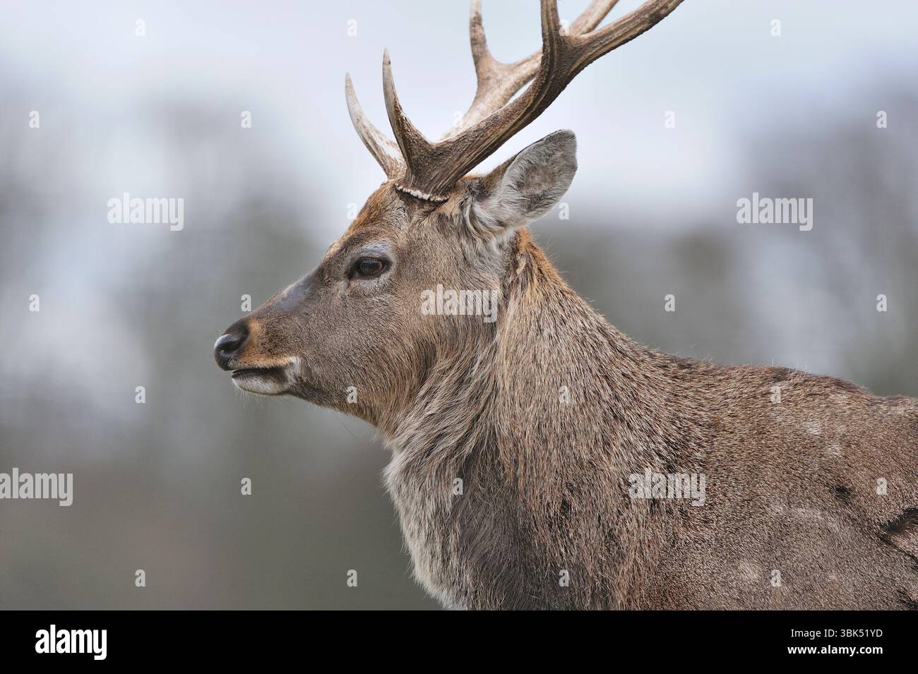 Sika Deer (Cervus nippon) Nahaufnahme des Häftlings Hirsch im Hirschpark Fife, Schottland, März Stockfoto