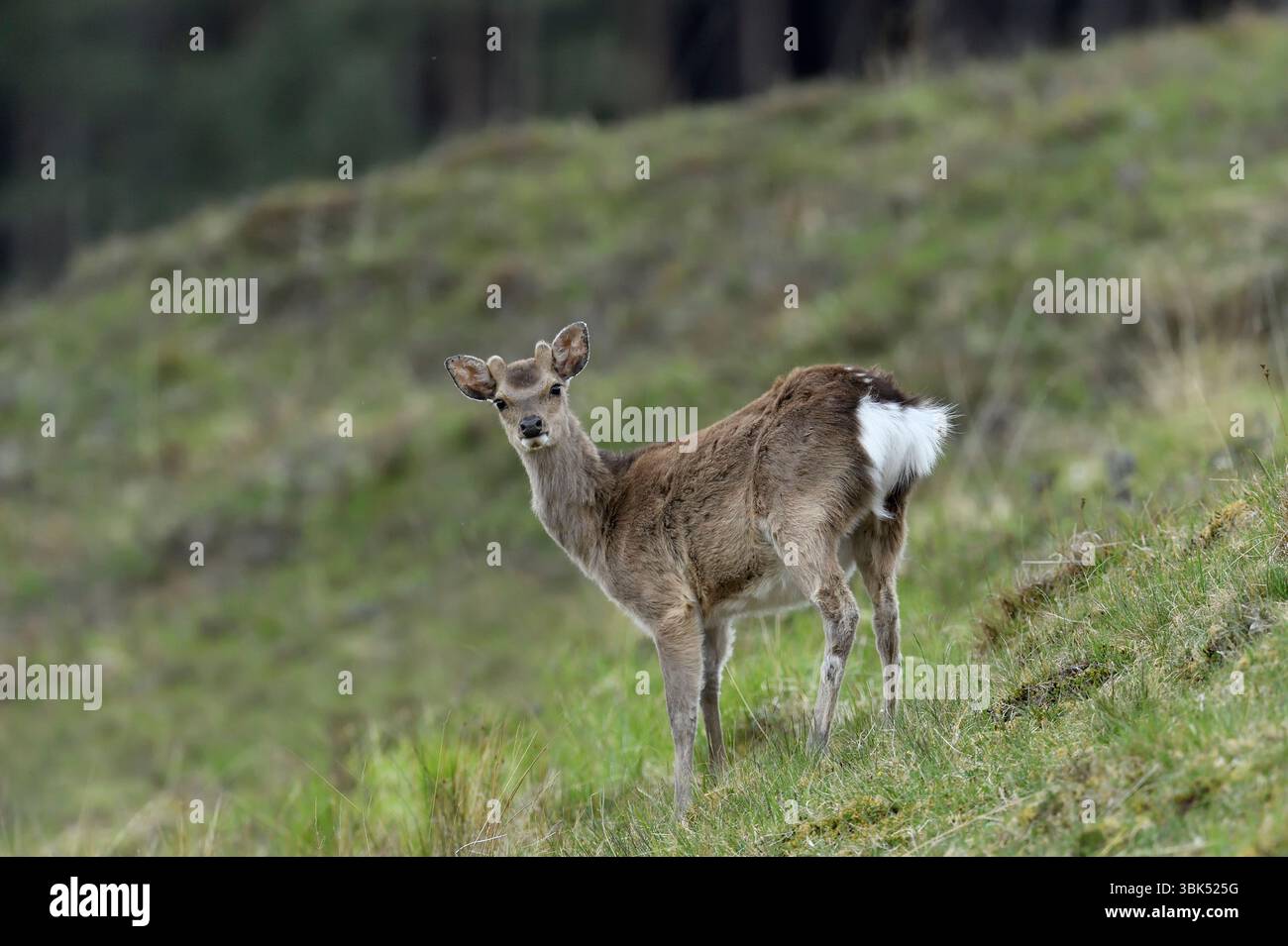 Sika Deer (Cervus nippon) gezüchtetes Kalb in der Abenddämmerung, Inverness-shire, Schottland, Mai Stockfoto