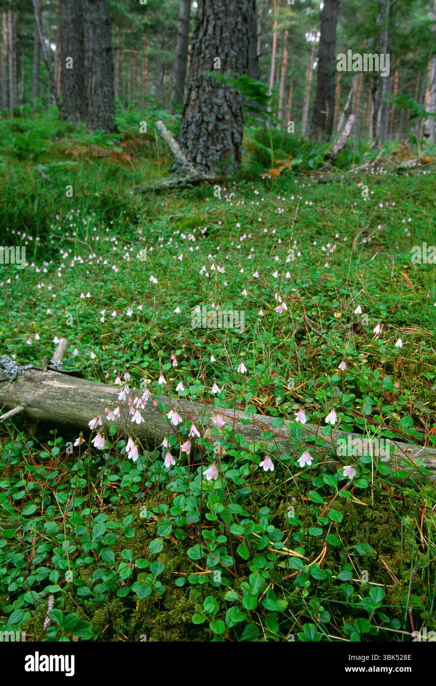 Twinflower (Linnaea borealis) Masse von Blumen fotografiert unter Schottenkiefern (Pinus sylvestris), RSPB Abernethy Forest Reserve, Schottland Stockfoto