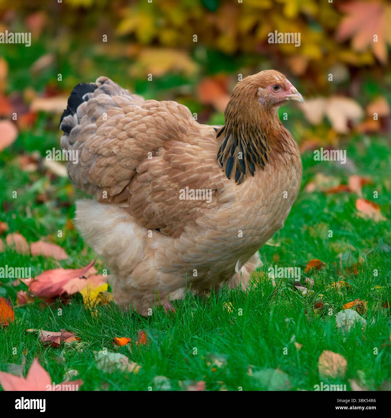 Kolumbianer brahma HE. In Gras und Herbstlaub Stockfoto