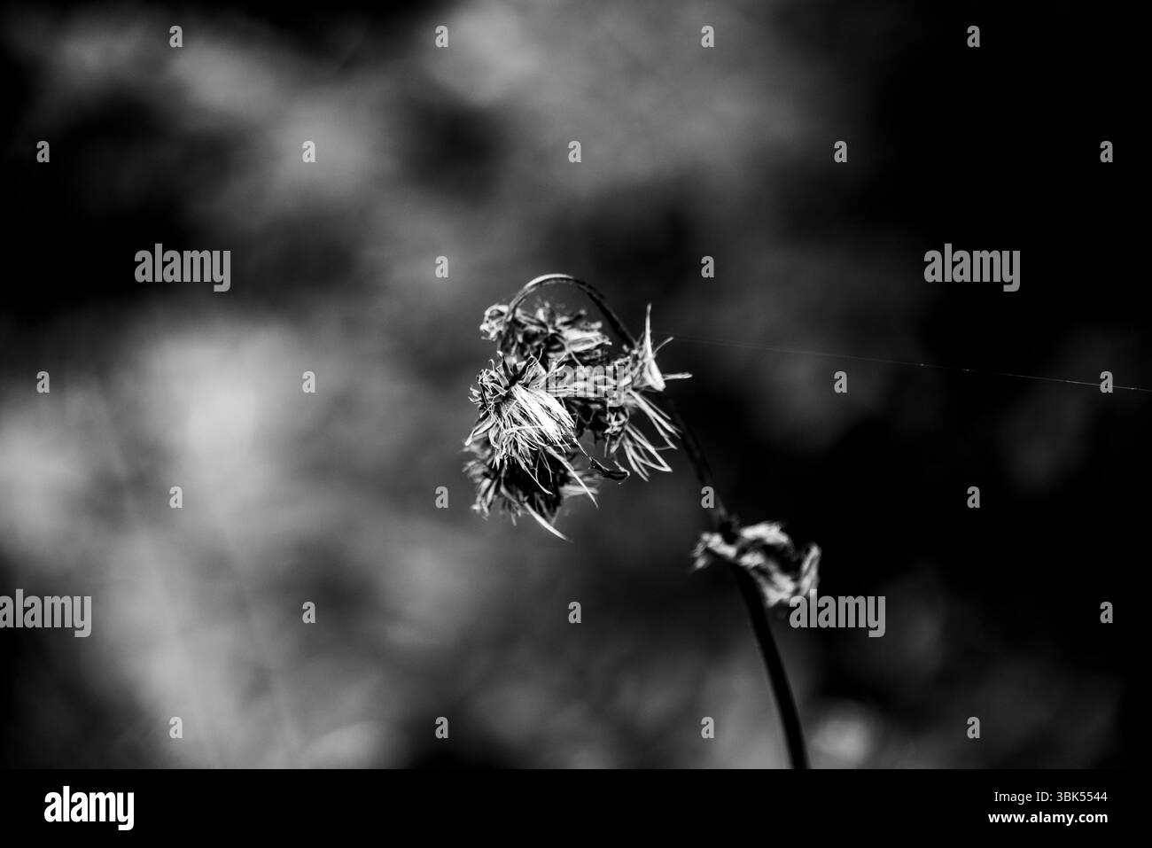 Nahaufnahme in Schwarz und weiß einer verwelkten Blume Lake Tret in Fondo, Valle di Non in Trient, Italien Stockfoto