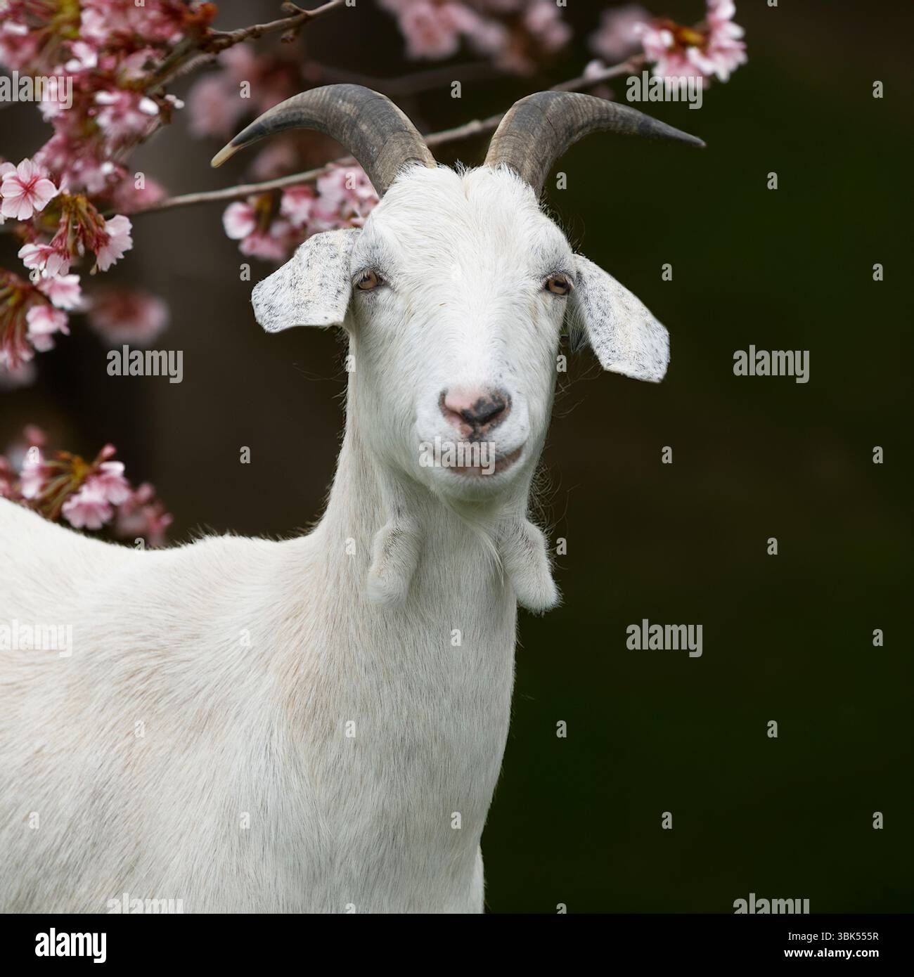 Saananziege in Frühlingsblüte Stockfoto