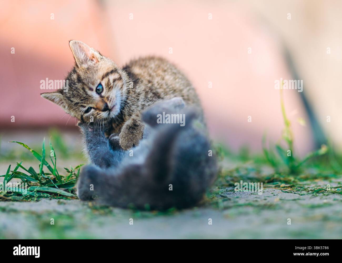 Ein humorvoller und liebenswerter Moment zwischen zwei Kätzchen, aufgenommen bei hellem Tageslicht. Ein schelmiges Tabby-Kätzchen beißt spielerisch in ein flauschiges Grau Stockfoto