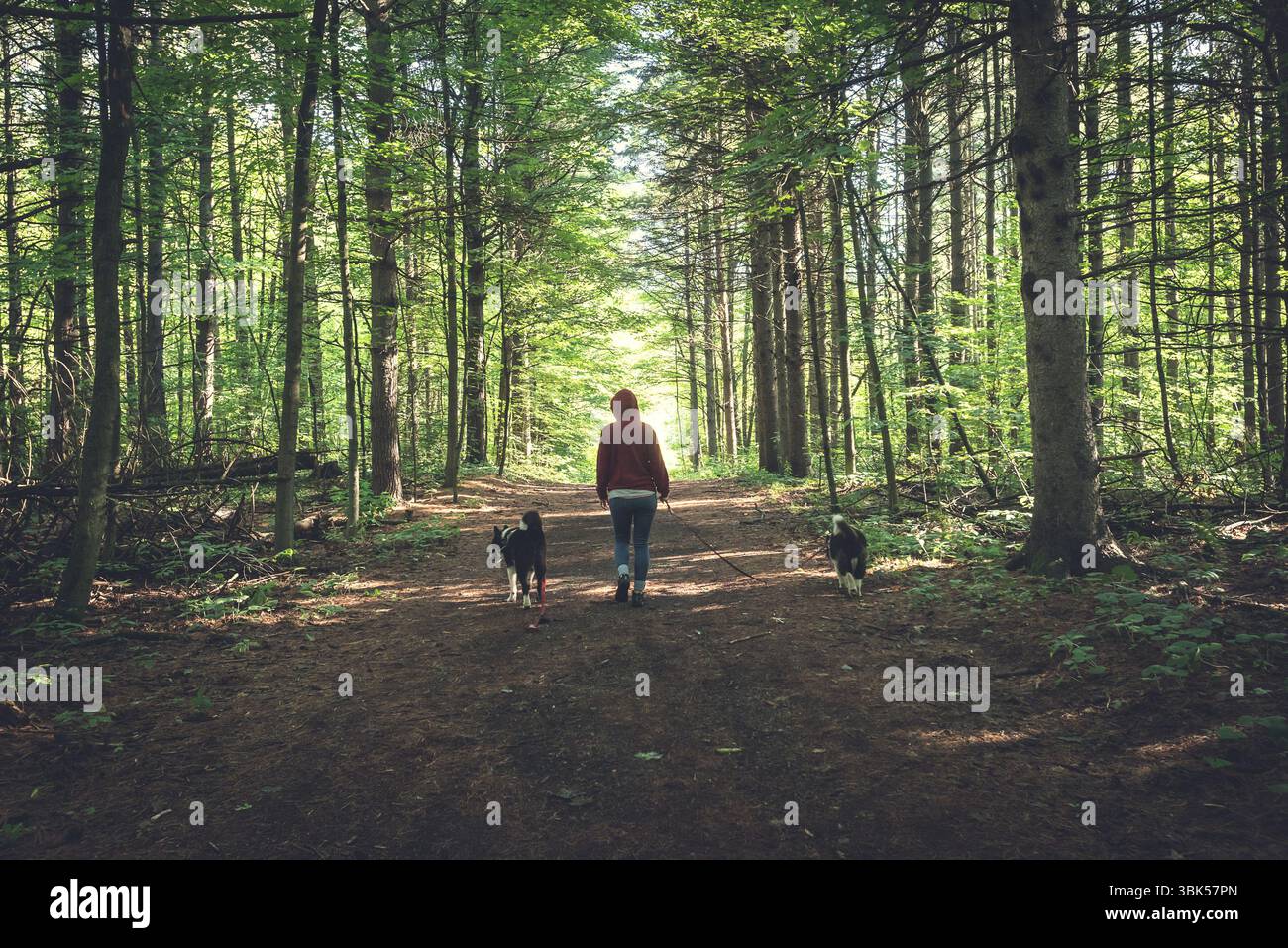Person, die zwei Hunde auf einem Waldweg im Sonnenlicht laufen lässt. Friedliche Naturszene mit grünen Bäumen und sanften Schatten. Stockfoto
