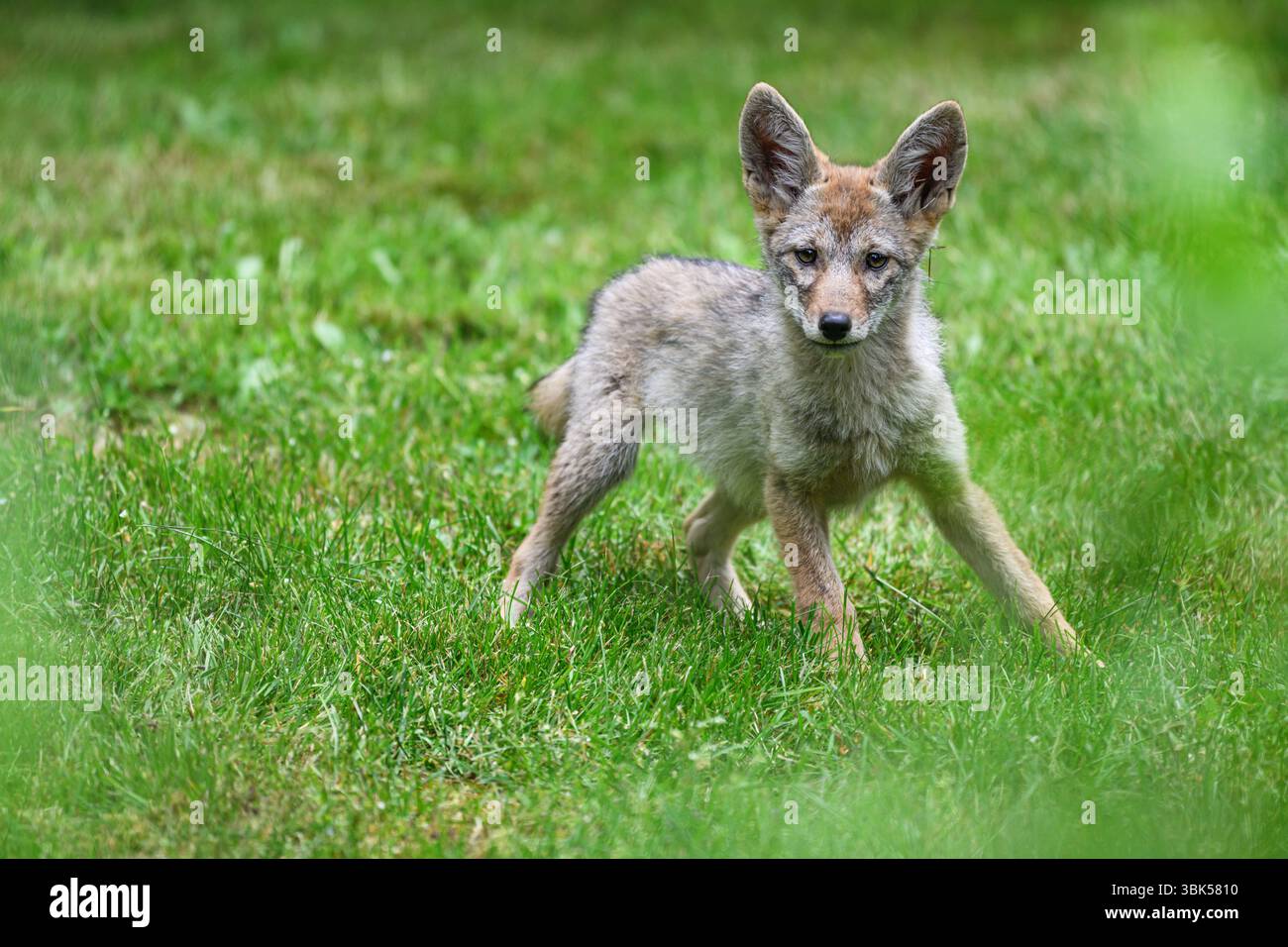 Kojotenjunge Canis Latrans sind aufmerksam und entspannen auf grünem Gras Stockfoto