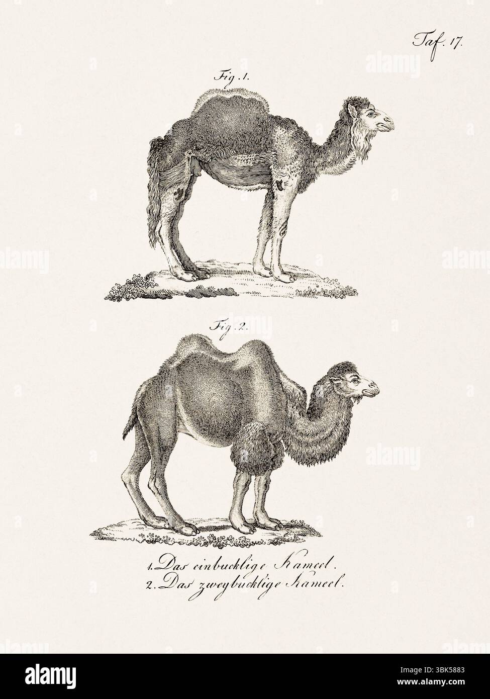 Antike zoologische Darstellung von Kamelen. Veröffentlicht in Deutschland, 1799. Detailgetreuer naturgeschichtlicher Gravur aus dem 18. Jahrhundert. Stockfoto