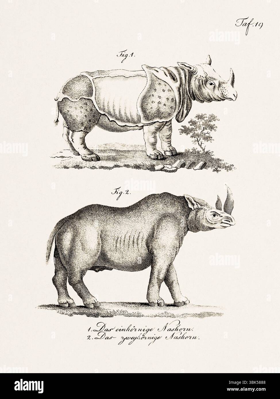 Antike zoologische Darstellung von Nashörnern. Veröffentlicht in Deutschland, 1799. Detailgetreuer naturgeschichtlicher Gravur aus dem 18. Jahrhundert. Stockfoto