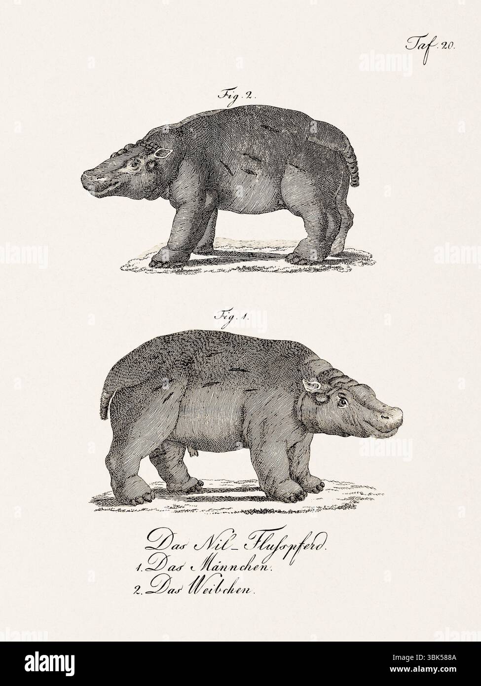 Antike zoologische Darstellung der Nilpferde. Veröffentlicht in Deutschland, 1799. Detailgetreuer naturgeschichtlicher Gravur aus dem 18. Jahrhundert. Stockfoto
