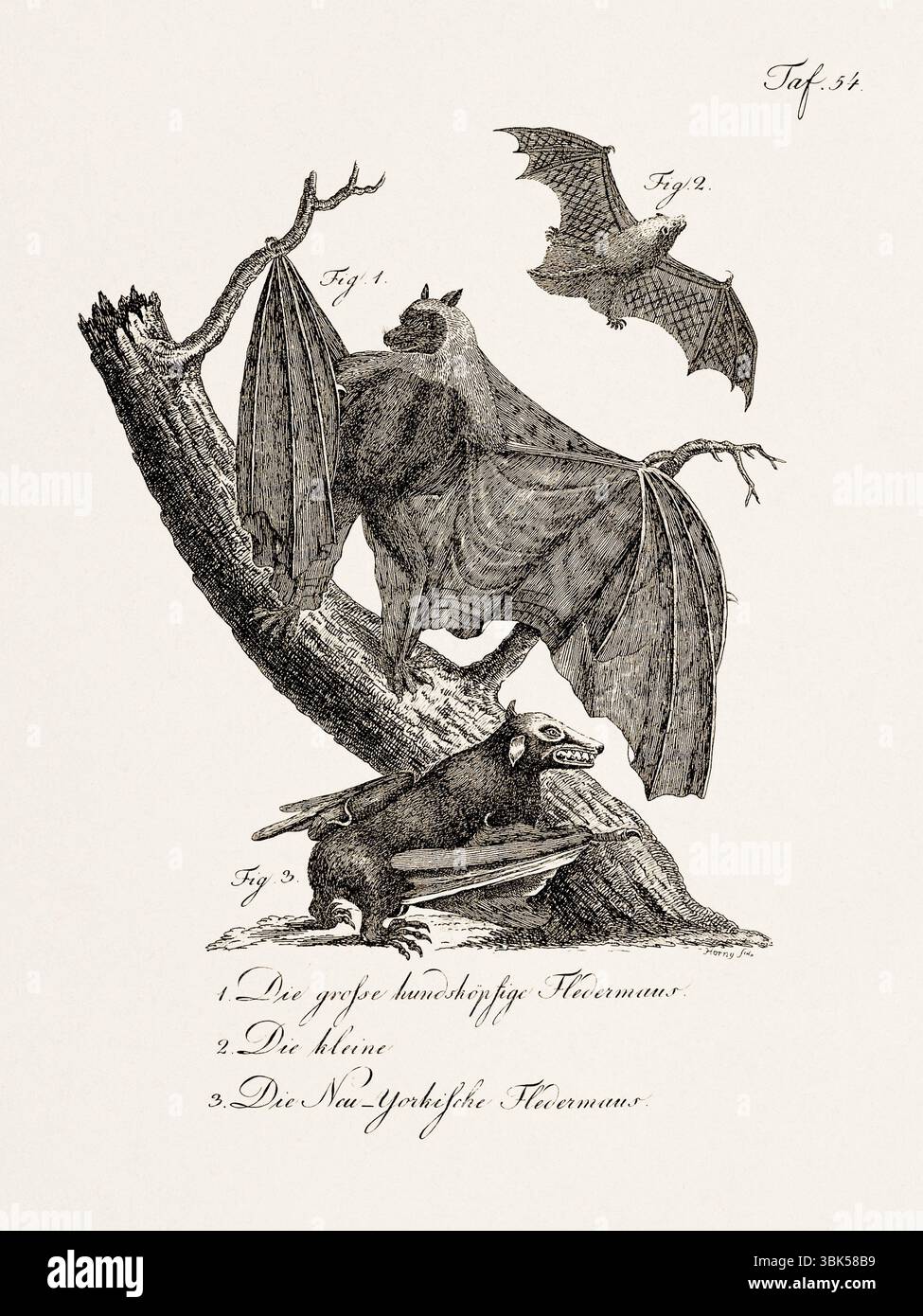 Antike zoologische Darstellung der Fledermäuse. Veröffentlicht in Deutschland, 1799. Detailgetreuer naturgeschichtlicher Gravur aus dem 18. Jahrhundert. Stockfoto