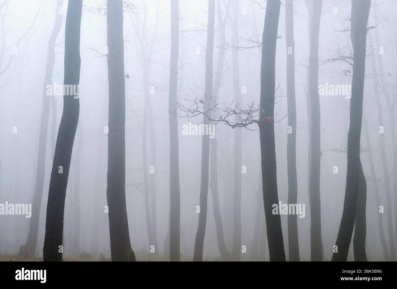Eichenbaumstämme und Äste im dichten Grauwald-Nebel Stockfoto