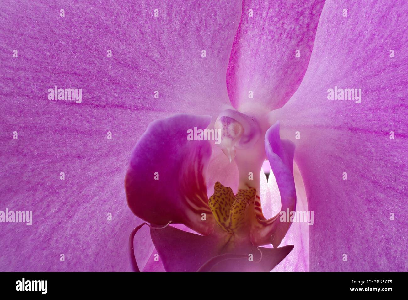 Makroaufnahme einer Purple Orchid Bloom Stockfoto