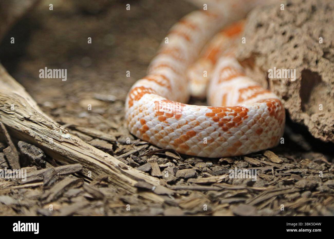 Klapperschlange aus rotem Diamant, New Mexico Stockfoto