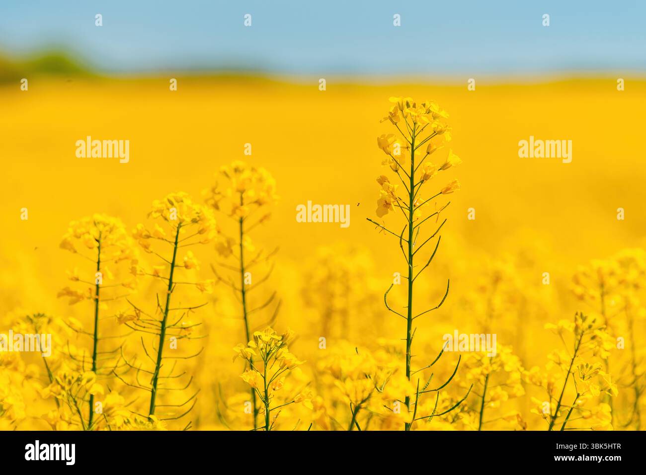 Gelber Rapsbaum blühende Feldfrüchte, selektiver Fokus Stockfoto