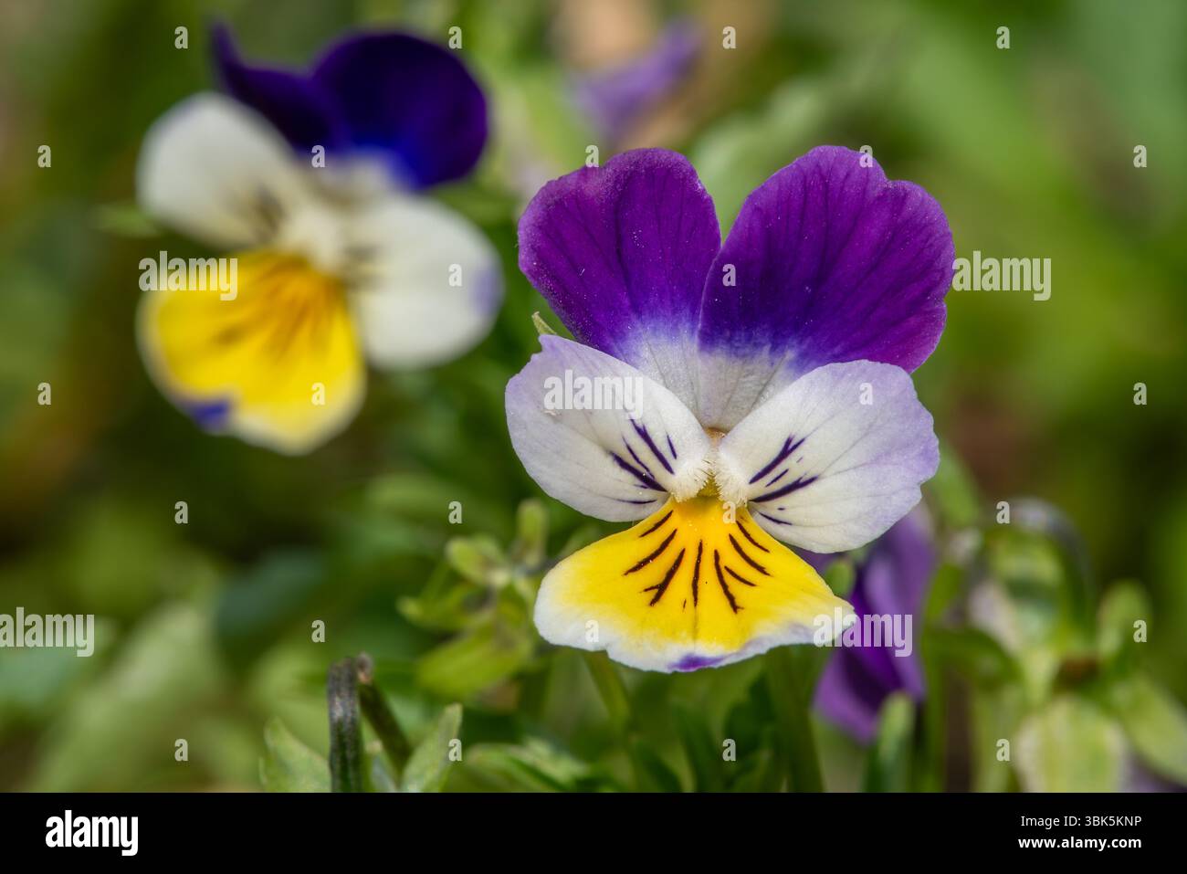 Wild Stiefmütterchen / Johnny Jump Up / heartsease / Heart's Easy (Viola Tricolor) Nahaufnahme einer farbenfrohen Staude in Blüte im Frühjahr / Sommer Stockfoto