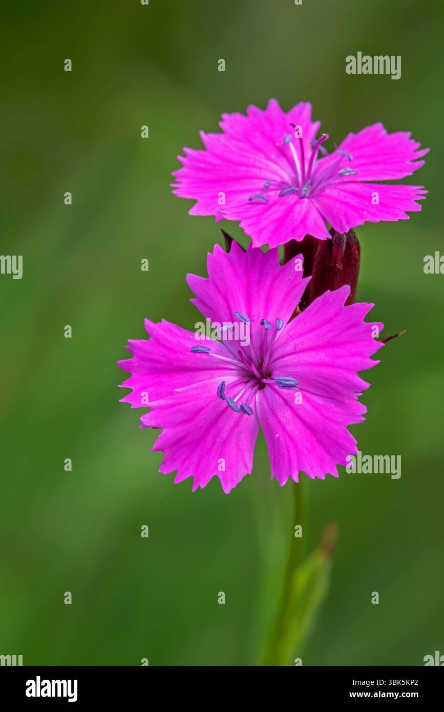 Kartäuserrosa (Dianthus carthusianorum) in blühender, krautiger Staudenpflanze aus Europa Stockfoto