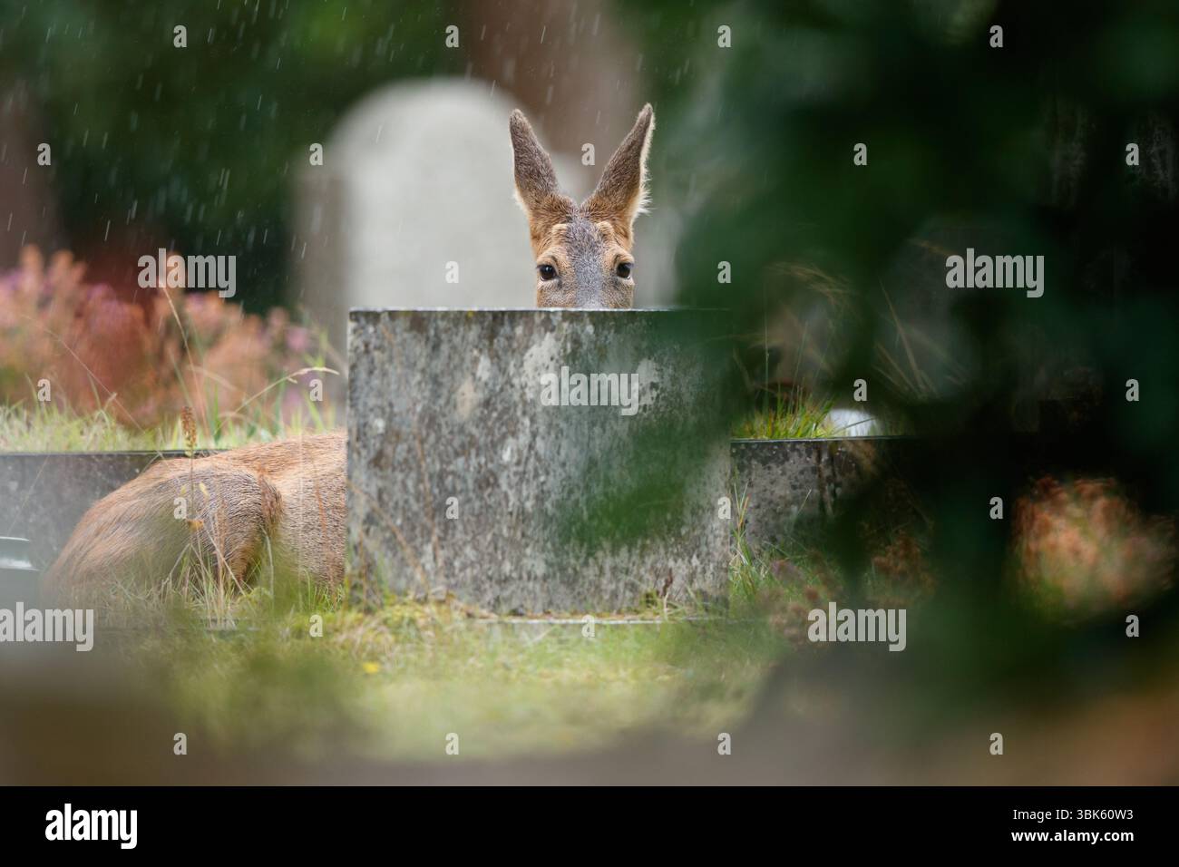Rehe verstecken sich und gucken Stockfoto
