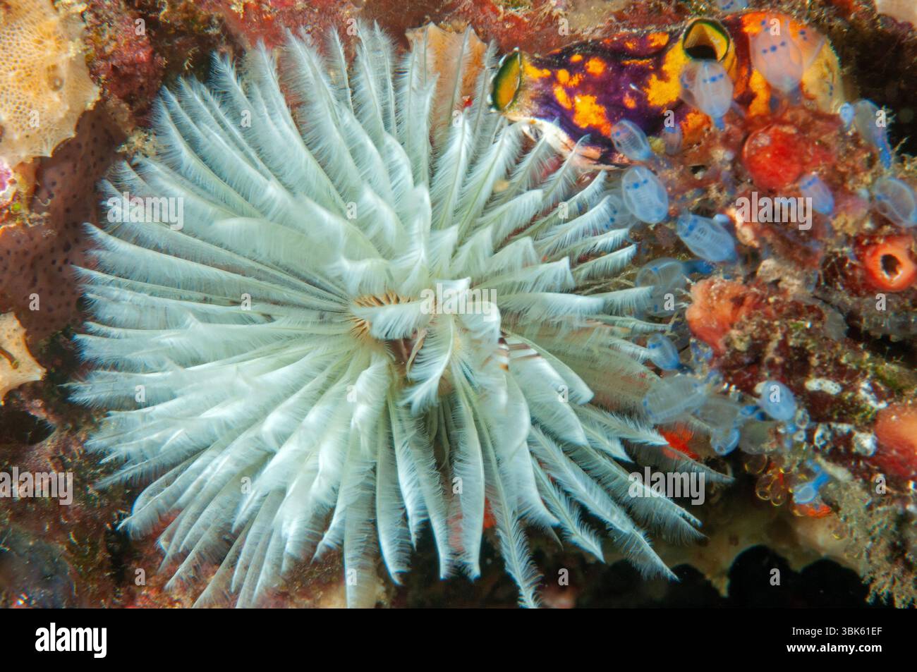 Marine Wurm, Sabellidae, Raja Ampat Indonesien Stockfoto