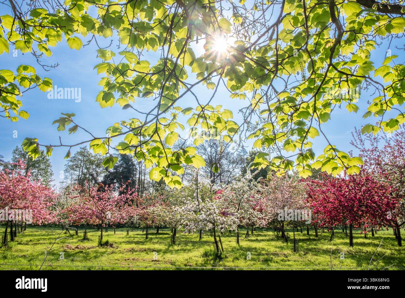 Ein Obstgarten mit Obstbäumen und die Frühlingssonne scheint durch neue Blätter. Suffolk, Großbritannien. Stockfoto