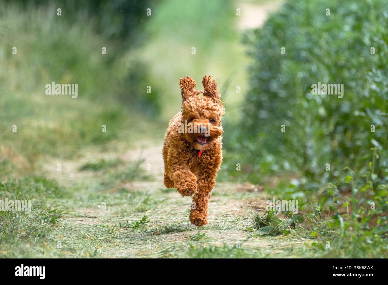 15 Monate alter Cavapoo-Hund läuft sehr schnell - alle Pfoten vom Boden. Stockfoto