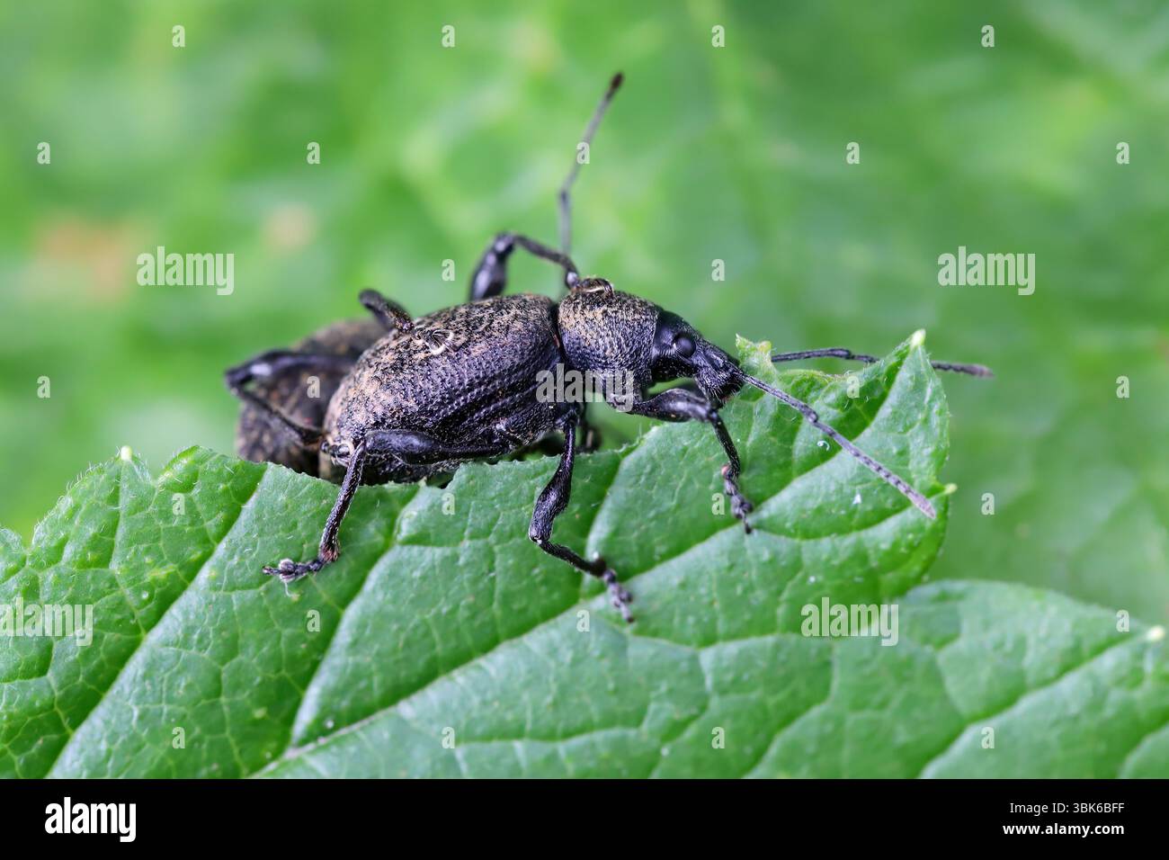 Käfer essen Pflanzenblätter im Garten. Schädlinge von Kulturpflanzen. Stockfoto