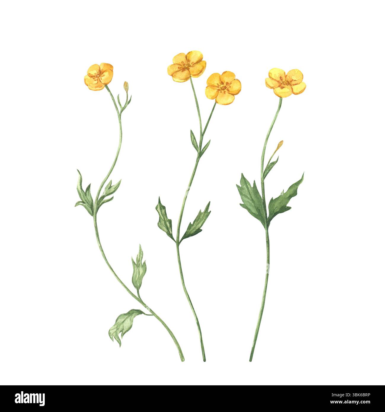 Zarte Aquarellabbildung gelber Butterblumen. Handgemalte Wildblumen. Isoliert auf weißem Hintergrund. Für Frühlings- und Sommermotive, Einladungen, Grußkarten, Drucke, Textilien. Stockfoto