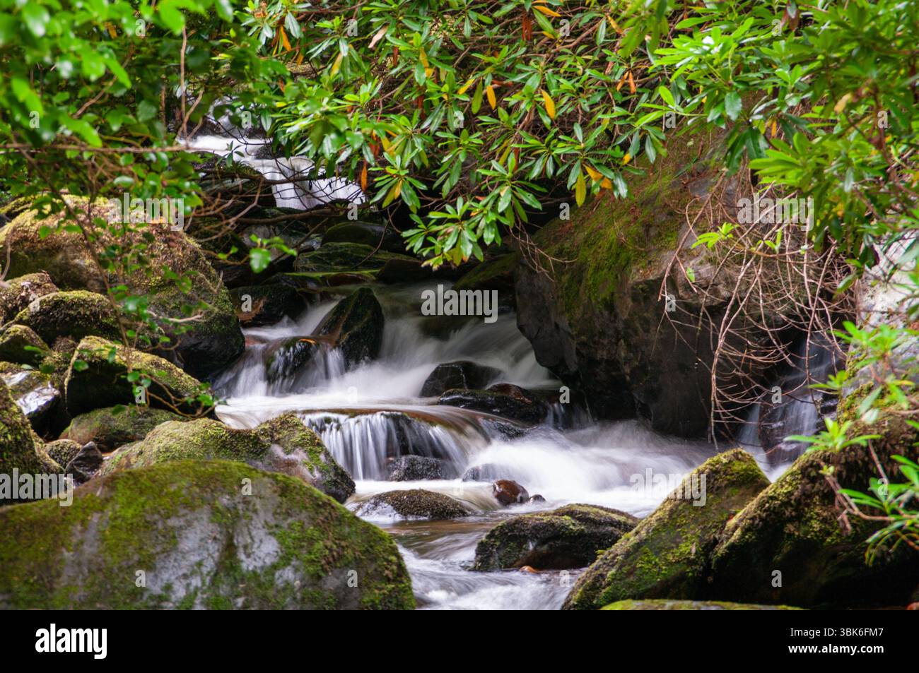 Ein Wasserstrom fließt durch ein felsiges Gebiet mit Moos, das auf den Felsen wächst. Das Wasser ist klar und ruhig und die Umgebung ist üppig und grün. Stockfoto
