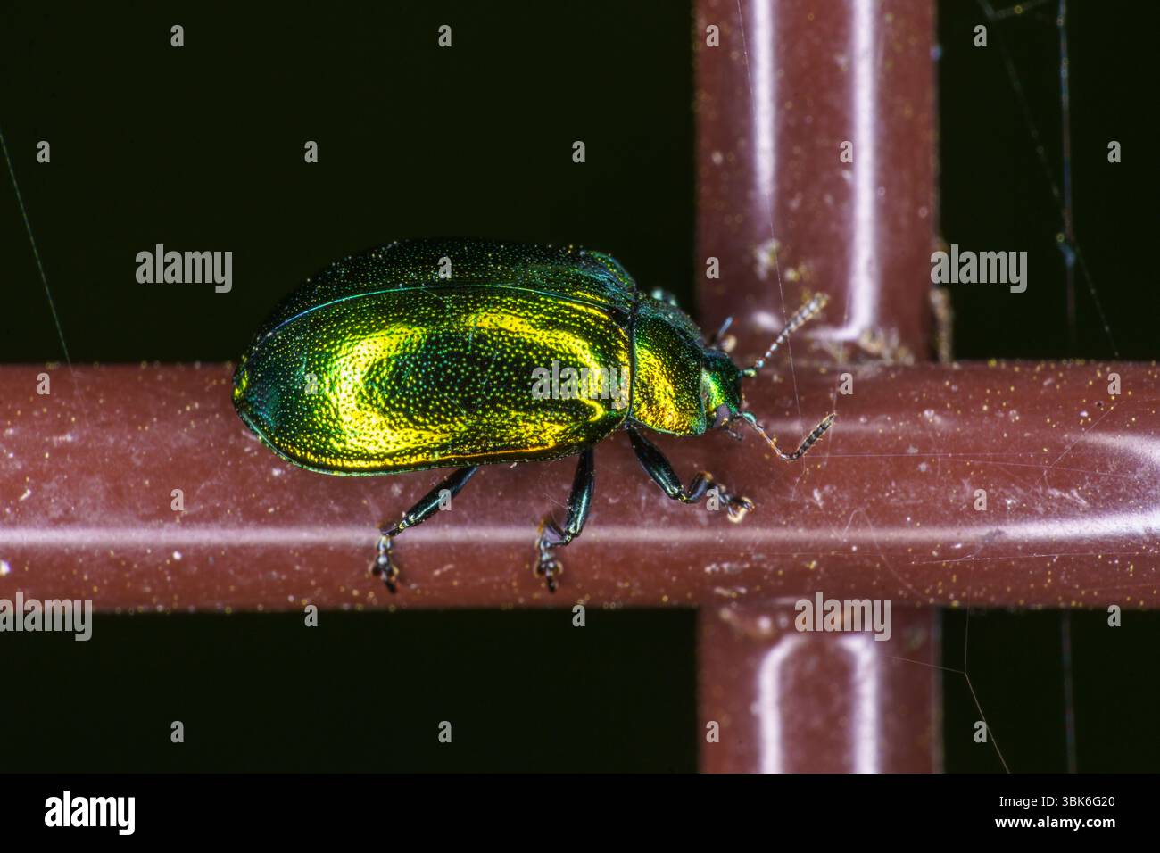 Plagiosterna aenea Familie Chrysomelidae Gattung Plagiosterna Blattkäfer Wildnis Insektentapete, Fotografie, Bild Stockfoto