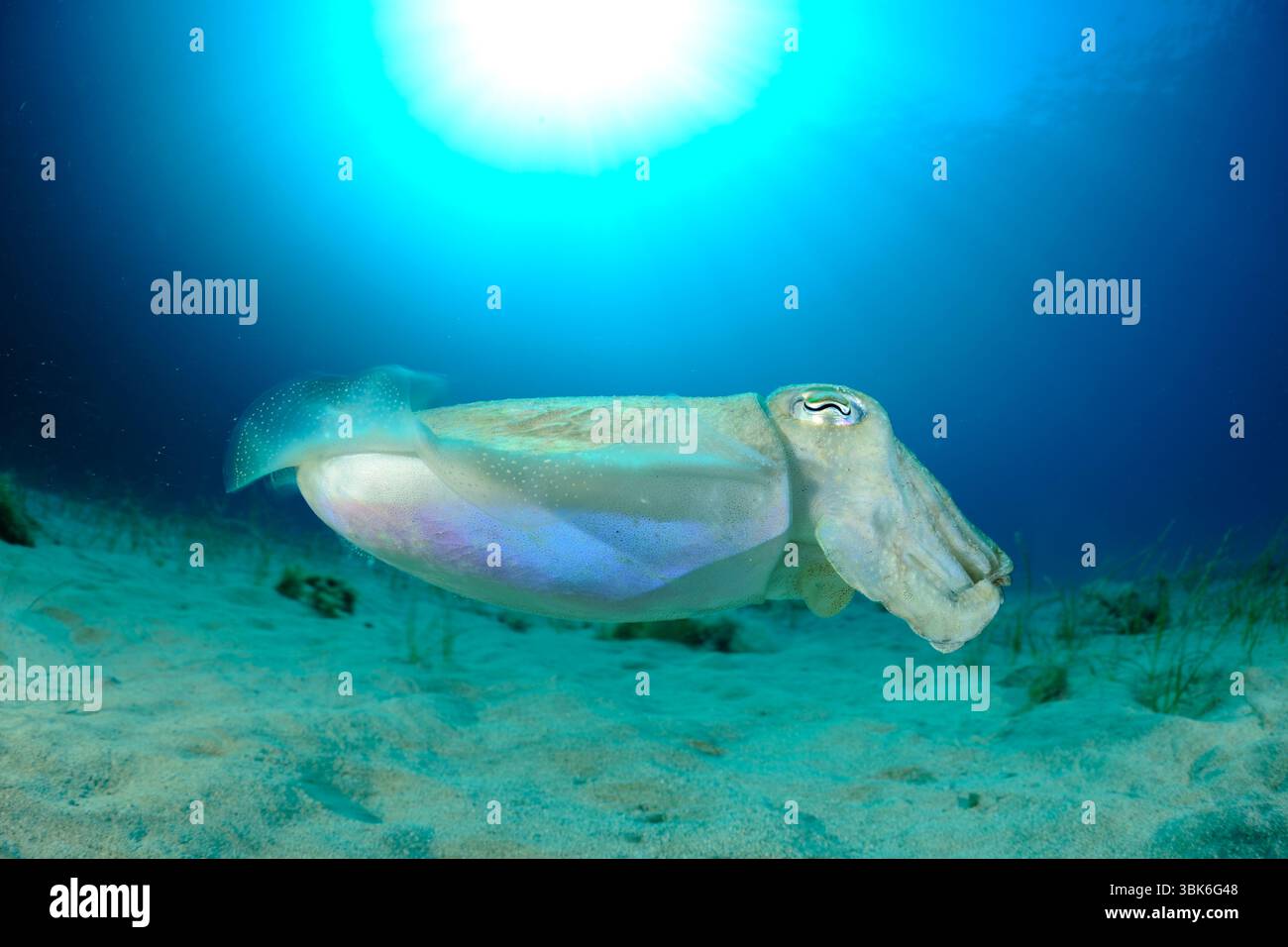 Der Tintenfisch (Sepia officinalis) zeigt seine Tarnfähigkeit in Küstengewässern. Dieses Foto wurde in der Nähe der Küste Maltas aufgenommen. | der Gemeine T Stockfoto