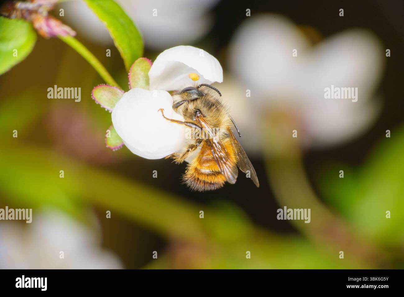 Osmia bicornis Familie Megachilidae Gattung Osmia Red mason Biene wilde Natur Insektenfotografie, Bild, Tapete Stockfoto