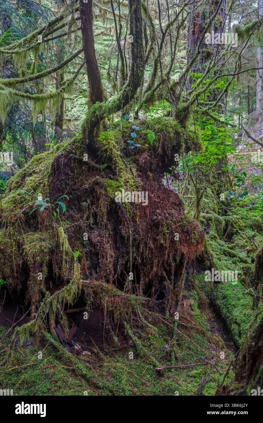 Ein anthromorpher Hirsch im gemäßigten Regenwald auf Haida Gwaiii Island - British Columbia, Kanada Stockfoto