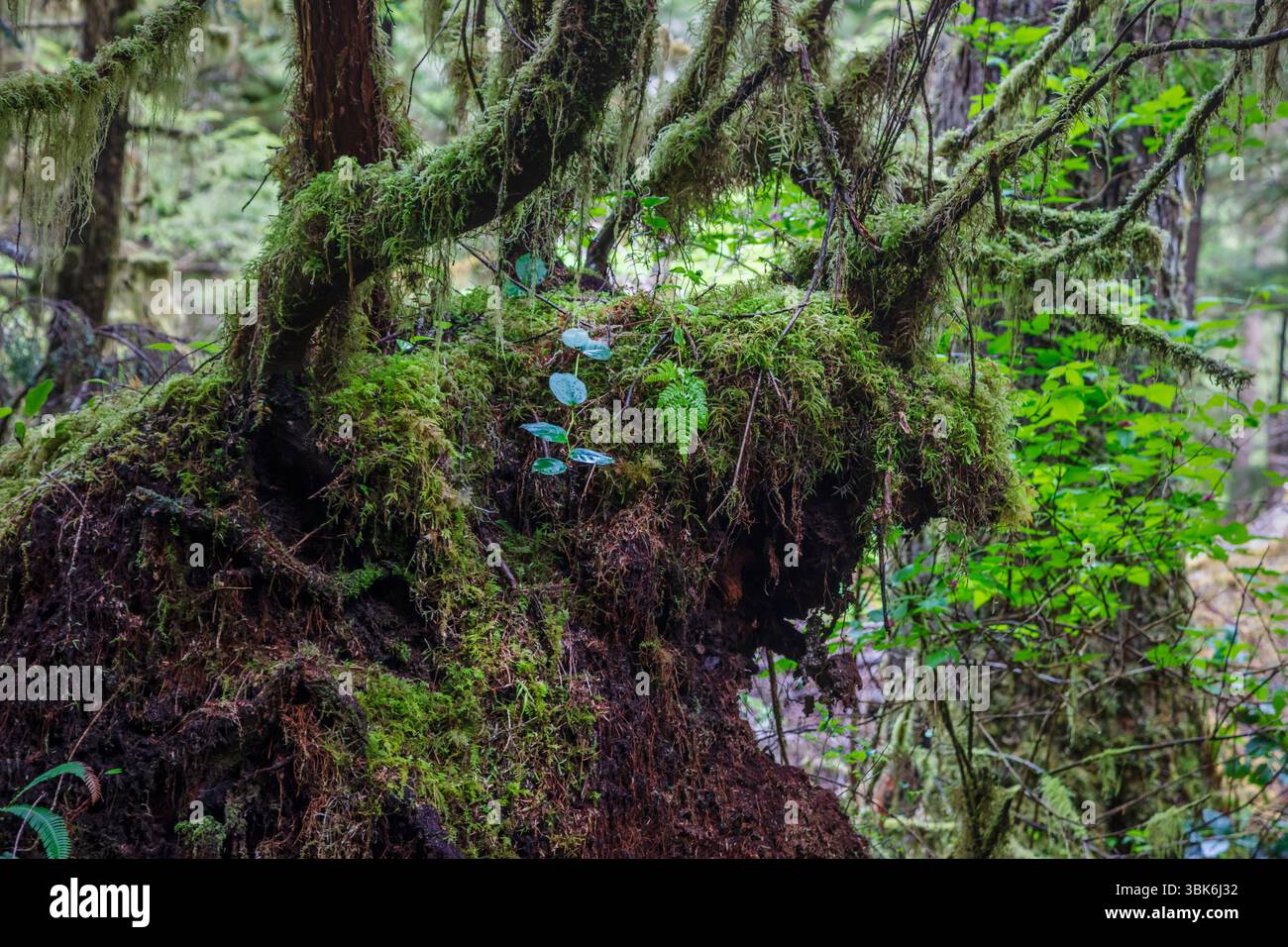 Ein anthromorpher Hirsch im gemäßigten Regenwald auf Haida Gwaiii Island - British Columbia, Kanada Stockfoto