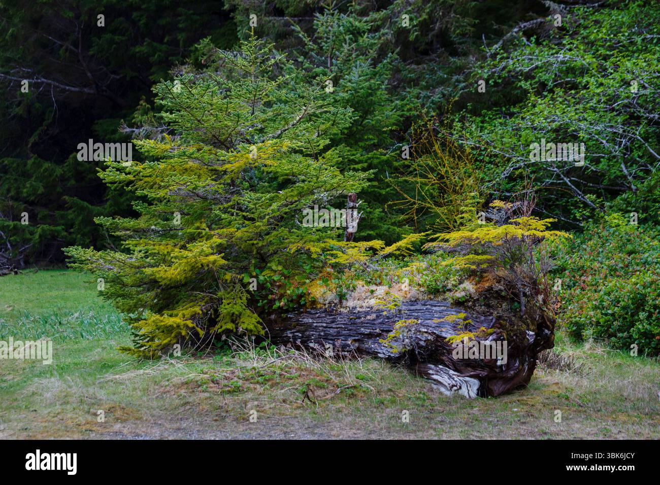 Der gemäßigte Regenwald von Haida Gwaiii Island unterstützt ein vielfältiges Ökosystem einheimischer Pflanzen - British Columbia, Kanada Stockfoto
