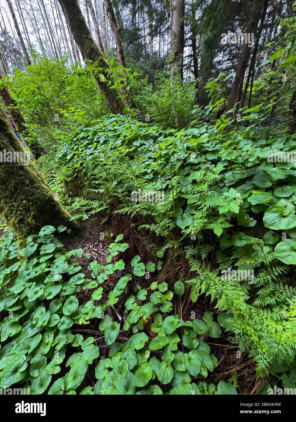 Der gemäßigte Regenwald von Haida Gwaiii Island unterstützt ein vielfältiges Ökosystem einheimischer Pflanzen - British Columbia, Kanada Stockfoto