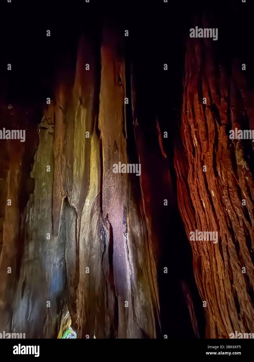 Im Inneren einer alten Weastern Red Cedar (Thuja plicata) Bäume im alten, gemäßigten Regenwald von Haida Gwaiii Island - British Columbia, Kanada Stockfoto