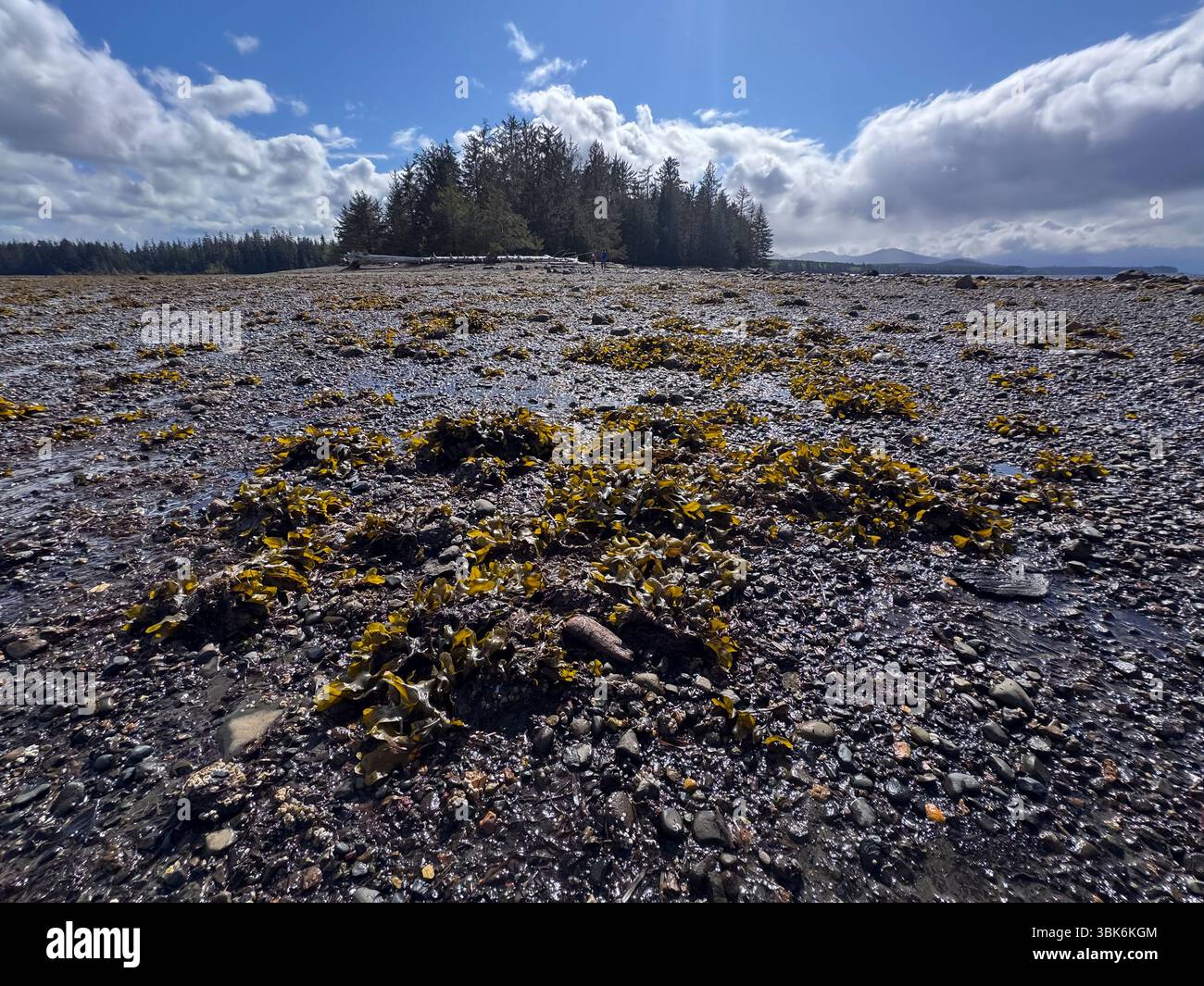 Gezeitenzone am Masset Inlet in der Nähe von Port Clement auf Haida Gwaiii Island - British Columbia, Kanada Stockfoto