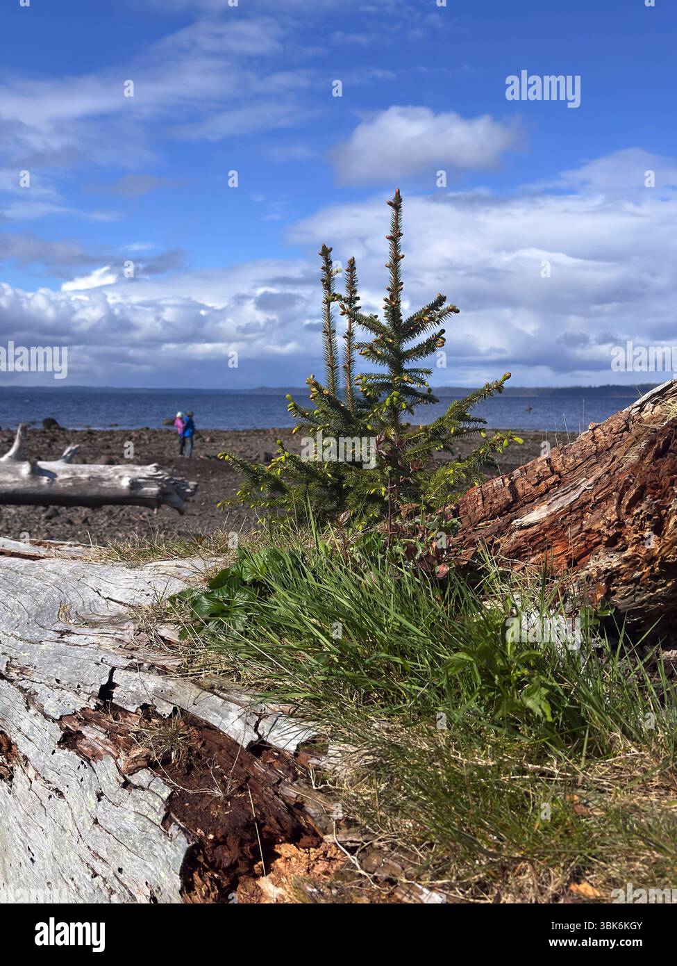 Masset Inlet in der Nähe von Port Clement auf Haida Gwaiii Island - British Columbia, Kanada Stockfoto