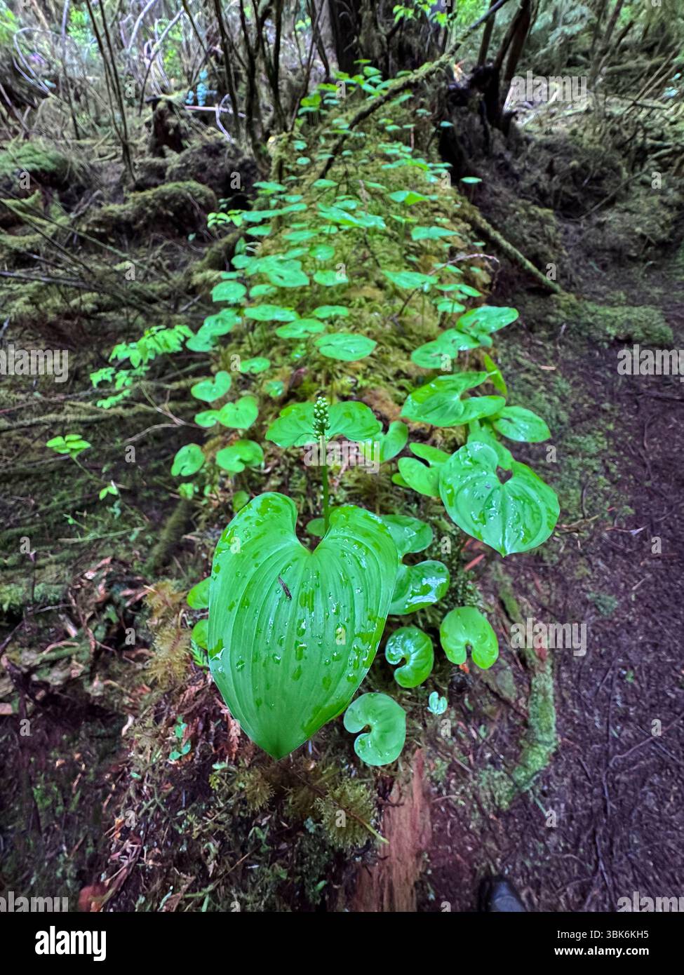 Der gemäßigte Regenwald von Haida Gwaiii Island unterstützt ein vielfältiges Ökosystem einheimischer Pflanzen - British Columbia, Kanada Stockfoto