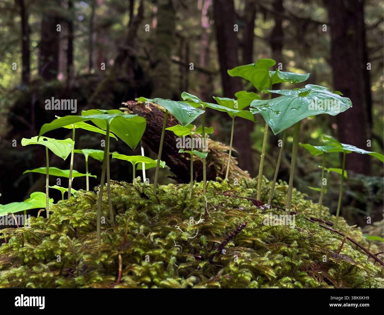 Der gemäßigte Regenwald von Haida Gwaiii Island unterstützt ein vielfältiges Ökosystem einheimischer Pflanzen - British Columbia, Kanada Stockfoto