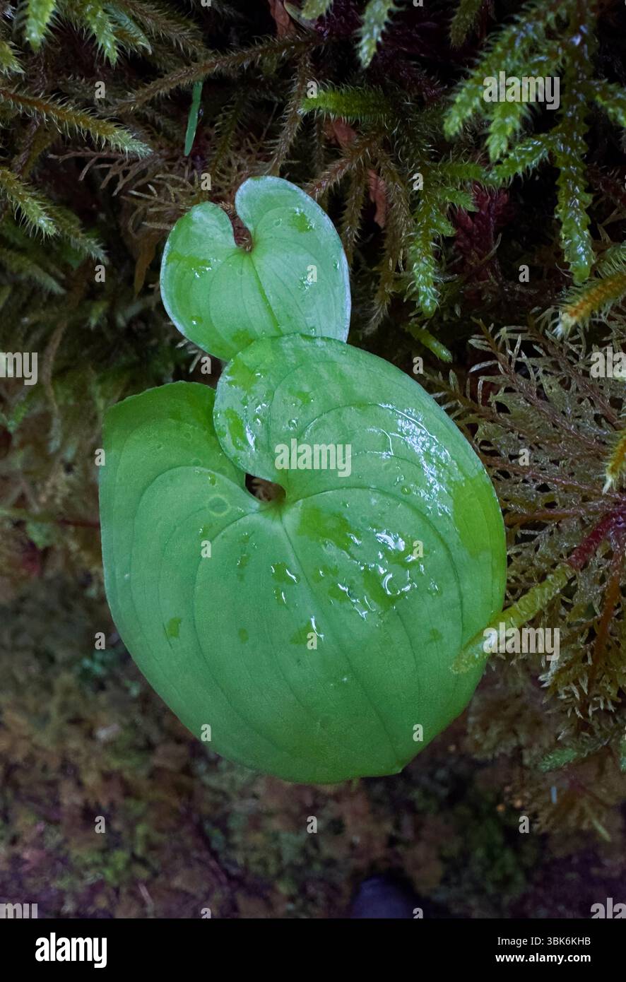 Der gemäßigte Regenwald von Haida Gwaiii Island unterstützt ein vielfältiges Ökosystem einheimischer Pflanzen - British Columbia, Kanada Stockfoto