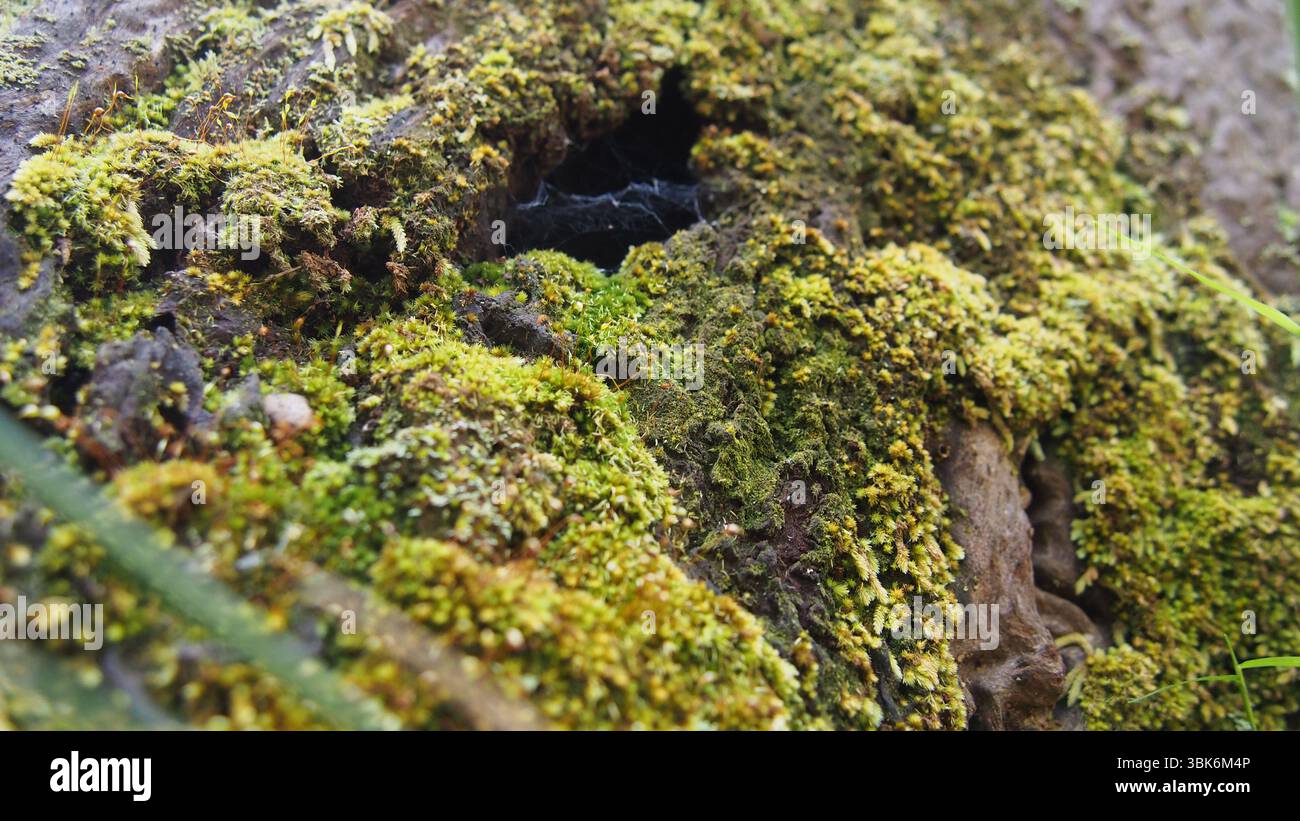 Hellgrünes Moos, das auf dem Waldboden wächst und über einen kleinen Fall fließt Stockfoto