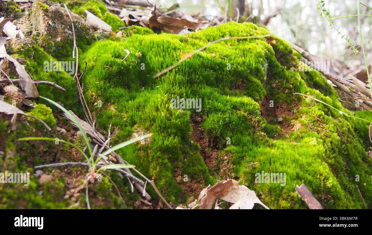 Hellgrünes Moos wächst auf Boden und Felsen in australischem Buschland Stockfoto