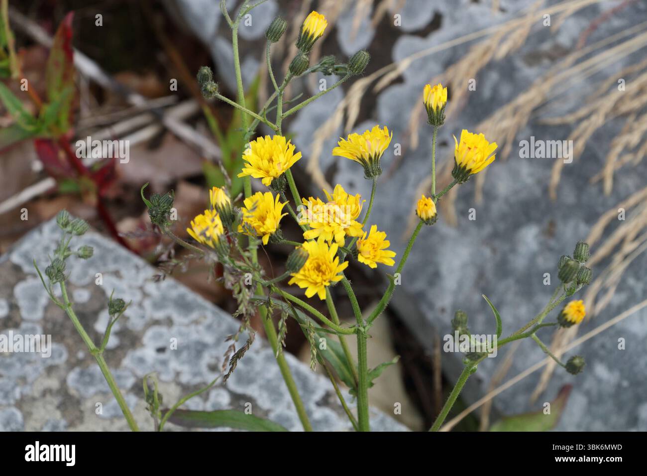 Gelbe Blüten in Blüte der glatten Hawksbartpflanze Crepis capillaris Stockfoto